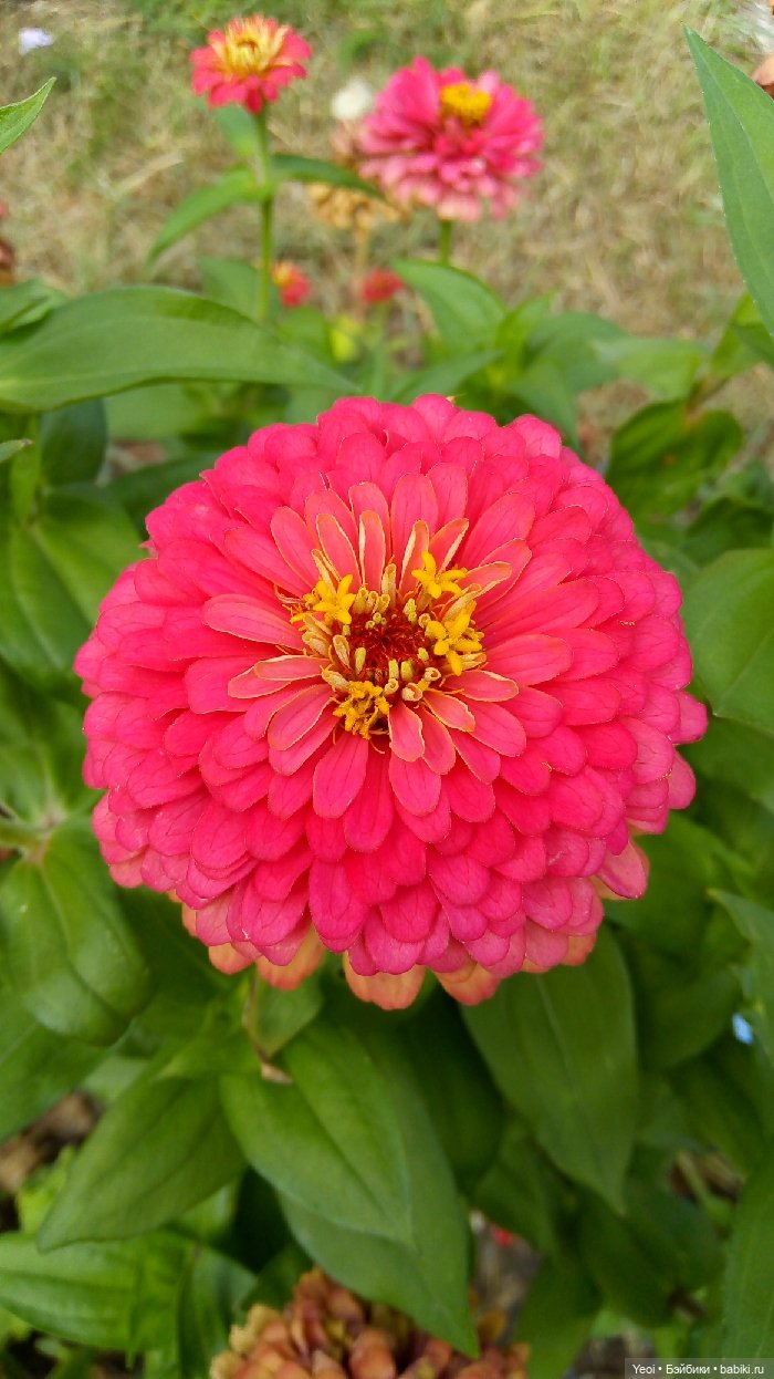 Хантер от Эвер Афтер Хай (ЭАХ) 03 (фото 4)