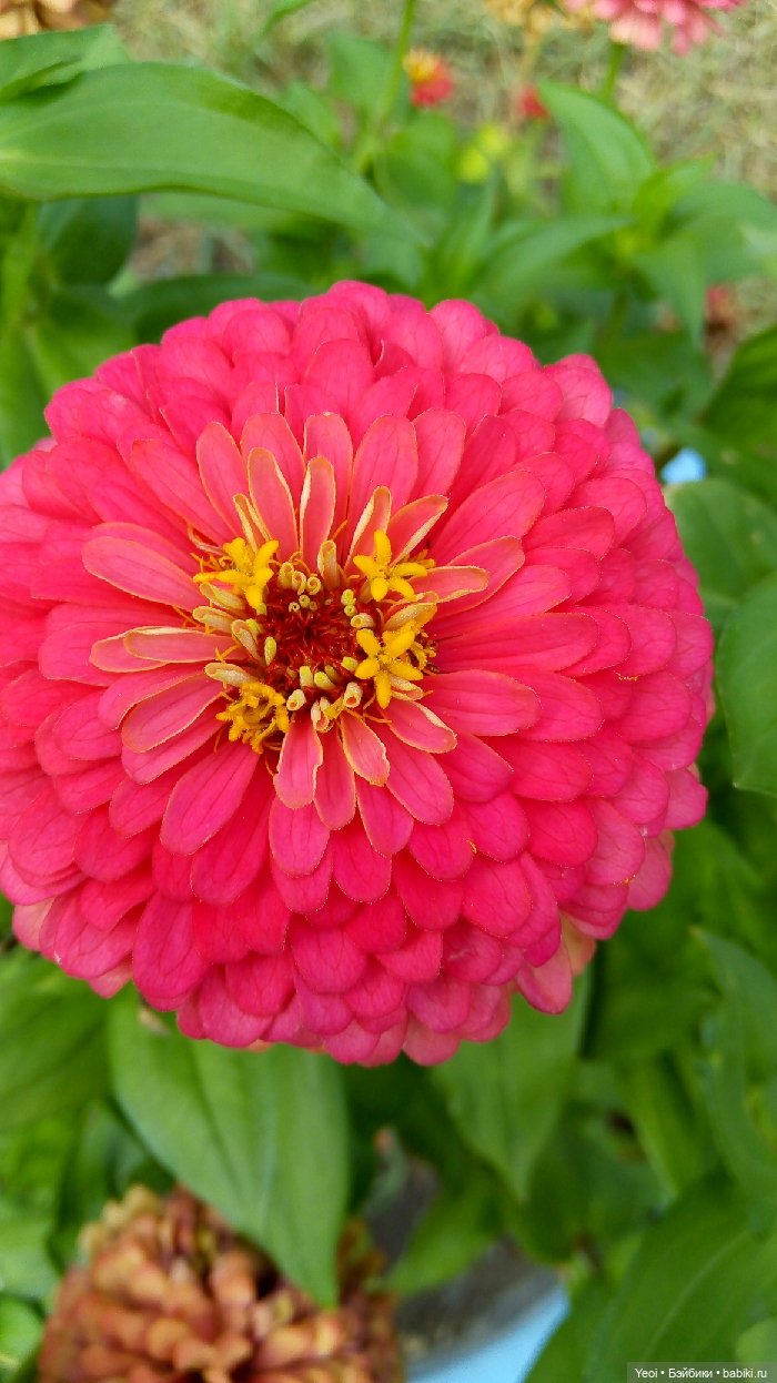 Хантер от Эвер Афтер Хай (ЭАХ) 03 (фото 5)