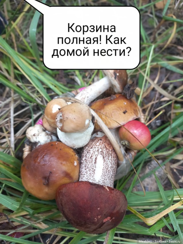 Весёлые картинки. Как Иваныч по грибы ходил