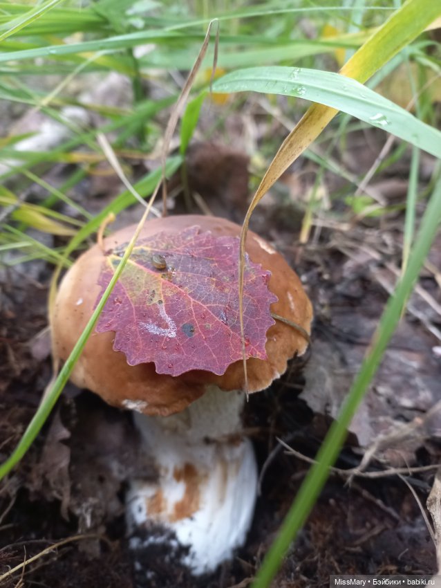Весёлые картинки. Как Иваныч по грибы ходил