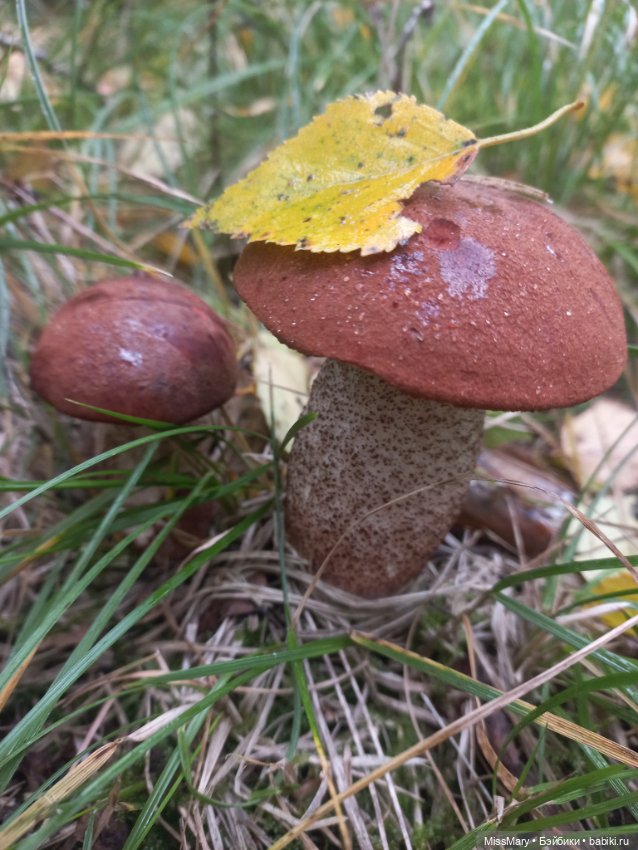 Весёлые картинки. Как Иваныч по грибы ходил