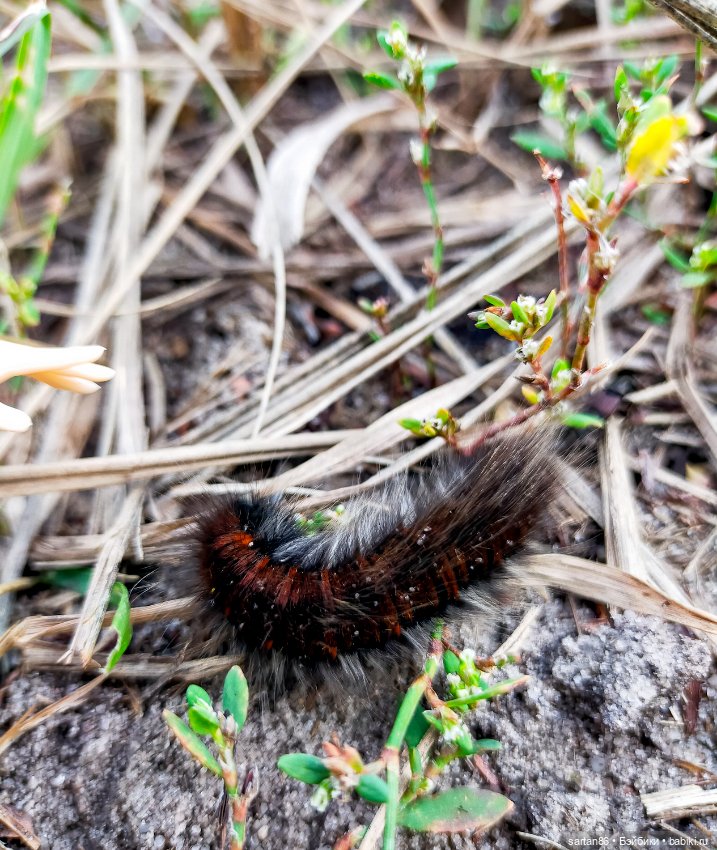 Прогулки с крошкой Джо — Гибриды шарнирных кукол (не БЖД): подбор тела
