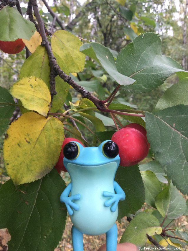 Apo frogs Маркус. Осенние денечки