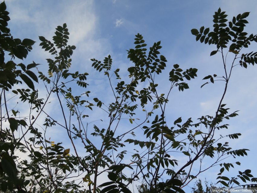 Дюймовочка и ранняя осень в Москве (фото 6)