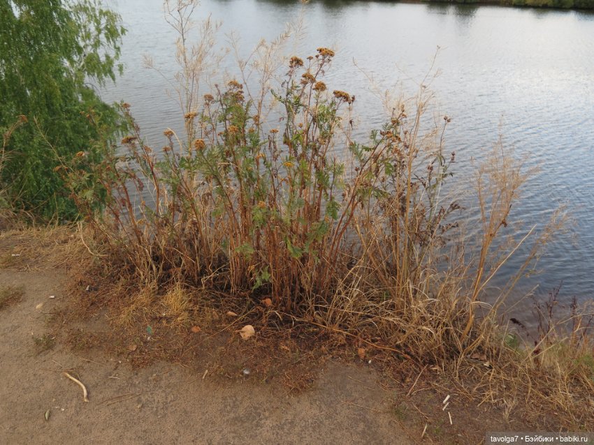 Дюймовочка и ранняя осень в Москве