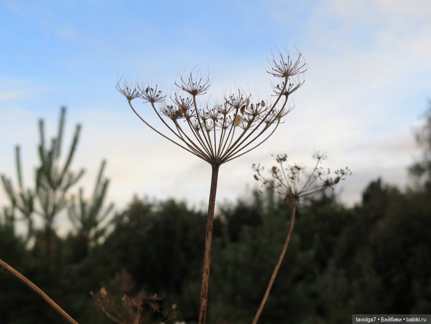 Дюймовочка и ранняя осень в Москве