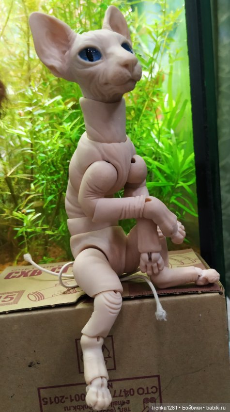 Первый шарнирный кот сфинкс (фото 9)