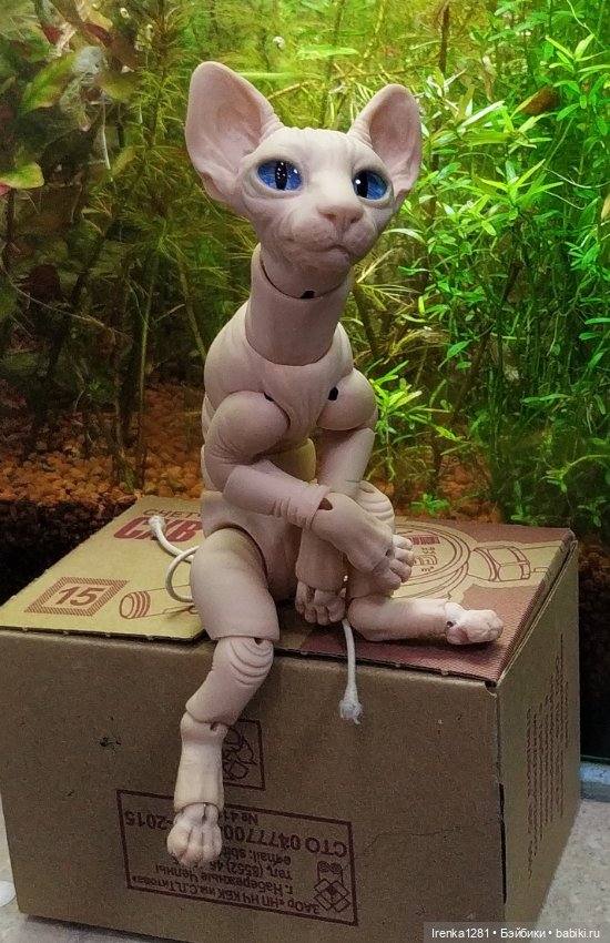 Первый шарнирный кот сфинкс