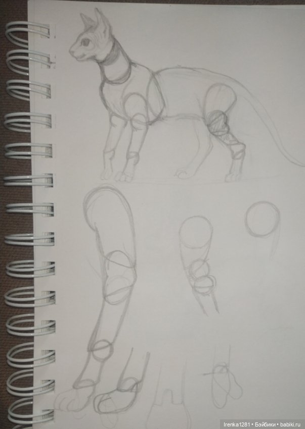 Первый шарнирный кот сфинкс