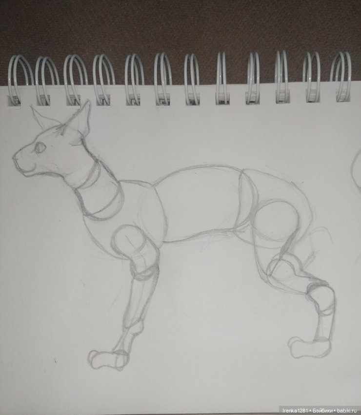 Первый шарнирный кот сфинкс (фото 2)