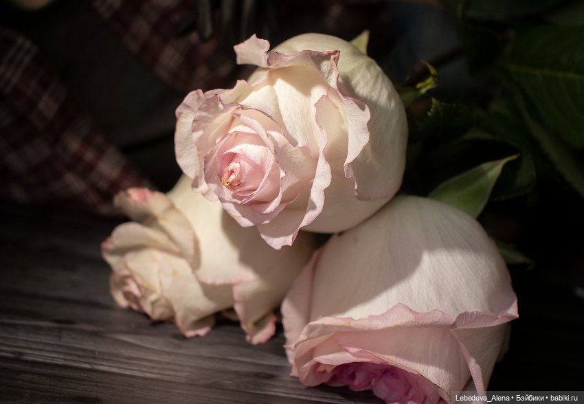 А вы любите розы — Куклы 5th Motif: корейские BJD (БЖД) (фото 7)