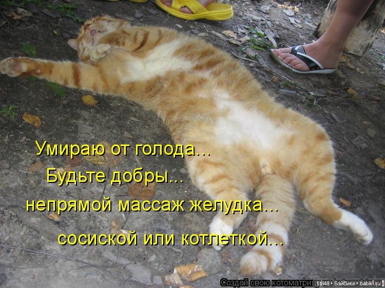 Понедельник день тяжелый — В мире животных: смешные фото питомцев и зверей (фото 10)