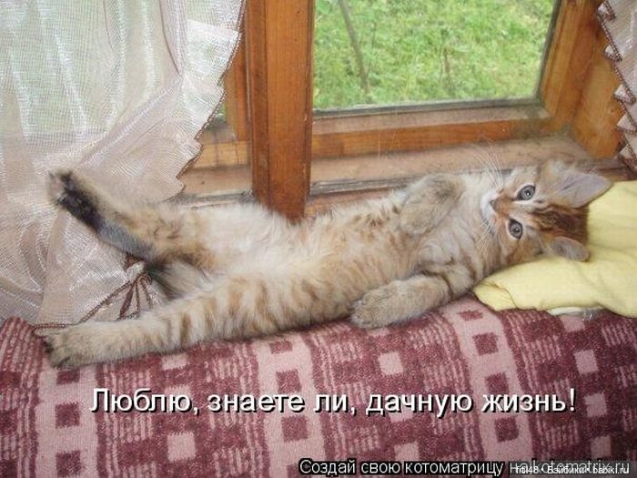 Понедельник день тяжелый — В мире животных: смешные фото питомцев и зверей