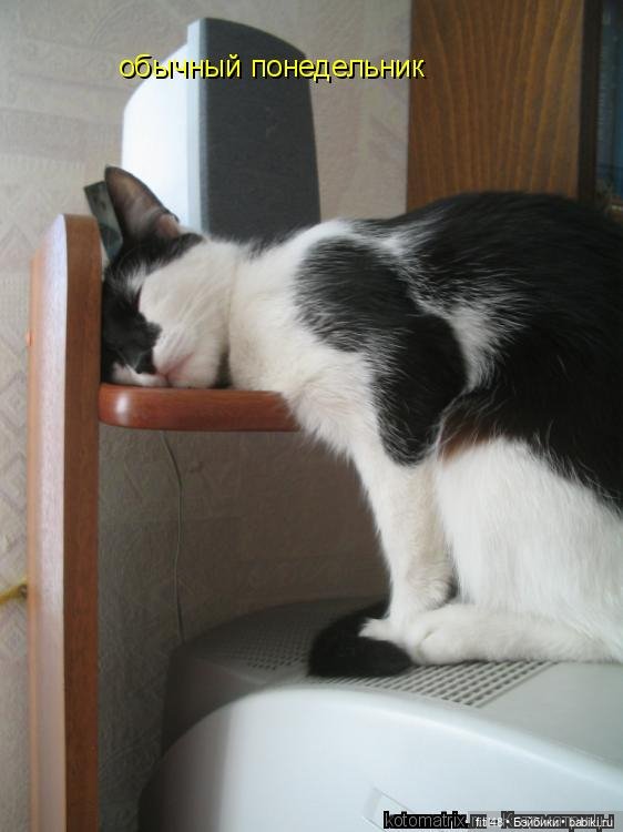 Понедельник день тяжелый — В мире животных: смешные фото питомцев и зверей
