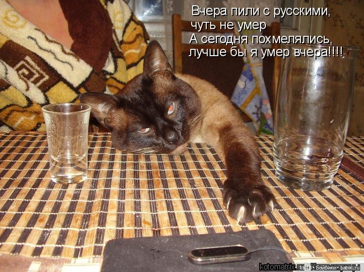 Понедельник день тяжелый — В мире животных: смешные фото питомцев и зверей (фото 7)