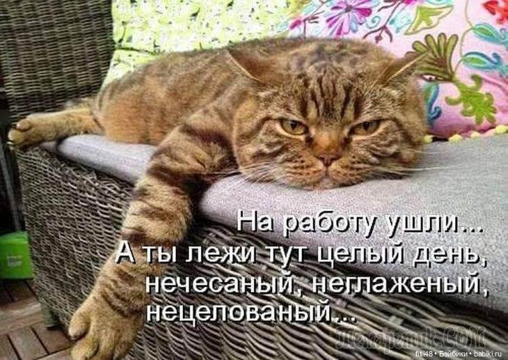 Понедельник день тяжелый — В мире животных: смешные фото питомцев и зверей