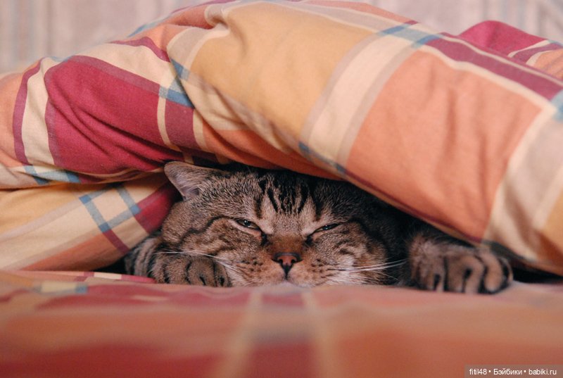 Понедельник день тяжелый — В мире животных: смешные фото питомцев и зверей (фото 3)