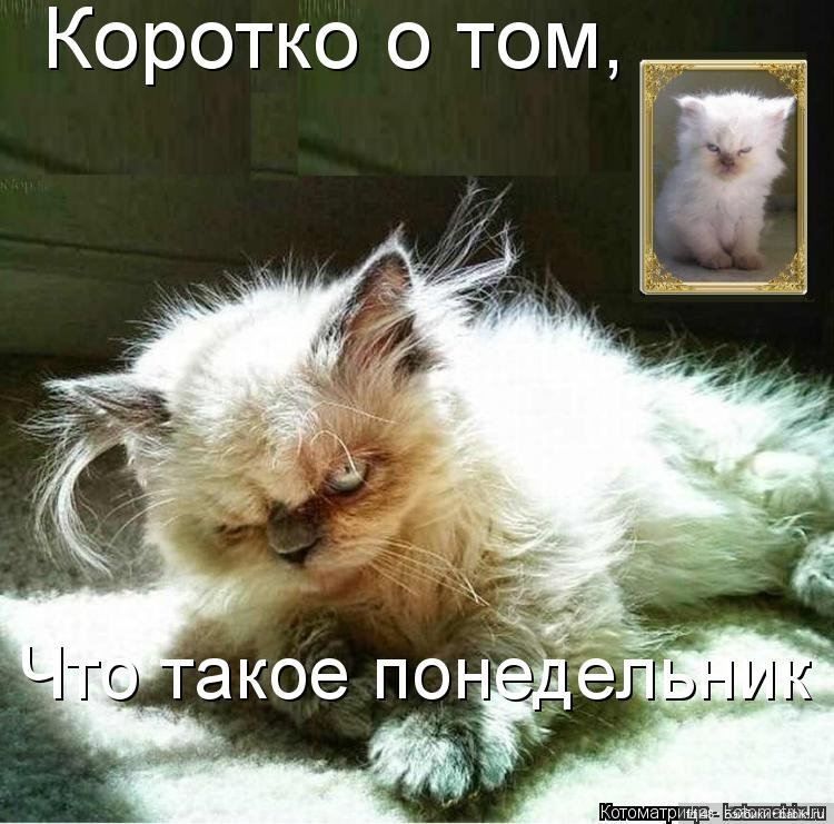 Понедельник день тяжелый — В мире животных: смешные фото питомцев и зверей