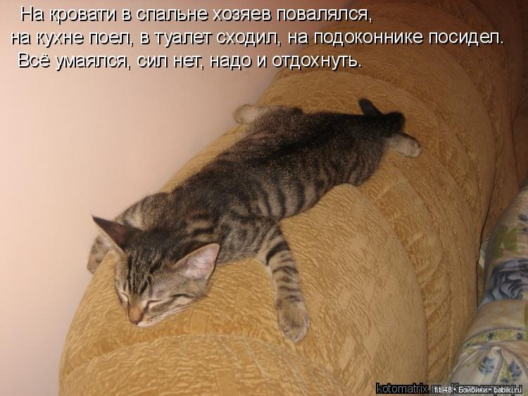 Понедельник день тяжелый — В мире животных: смешные фото питомцев и зверей (фото 8)