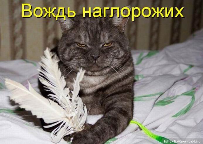 Понедельник день тяжелый — В мире животных: смешные фото питомцев и зверей (фото 4)