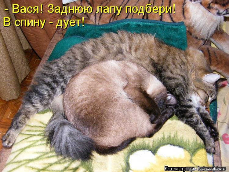 Понедельник день тяжелый — В мире животных: смешные фото питомцев и зверей