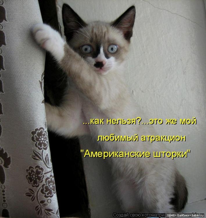 Понедельник день тяжелый — В мире животных: смешные фото питомцев и зверей