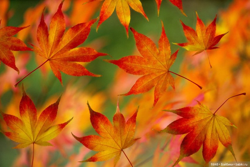 Сентябрь — Куклы Paola Reina (Паола Рейна): новинки (фото 7)