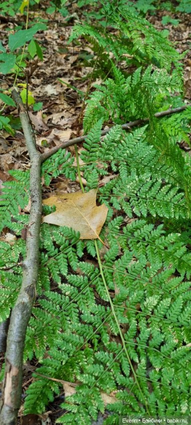 Пойдём погуляем — Куклы Sissel Skille (Сиссель Скилле): Gotz (фото 4)