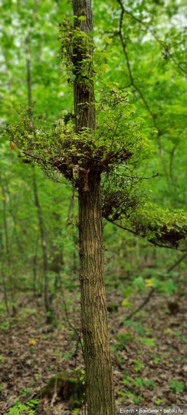 Пойдём погуляем — Куклы Sissel Skille (Сиссель Скилле): Gotz