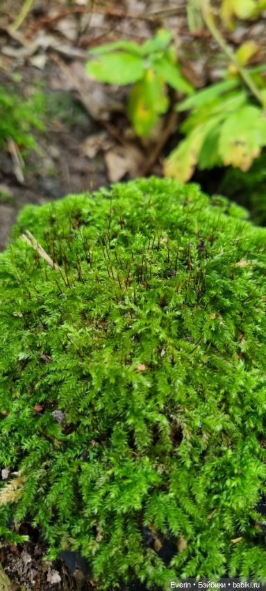 Пойдём погуляем — Куклы Sissel Skille (Сиссель Скилле): Gotz