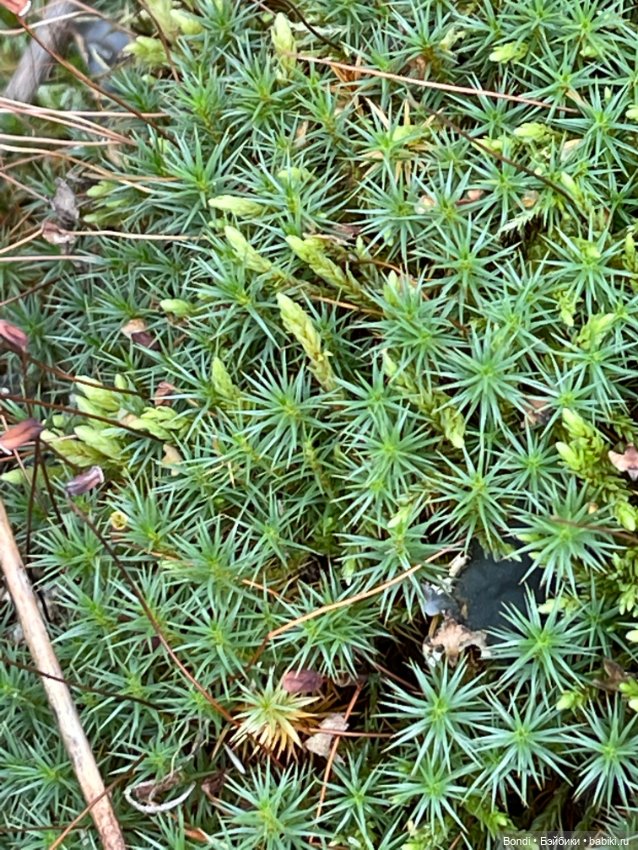 Сентябрьский лес и мой компаньон (фото 5)