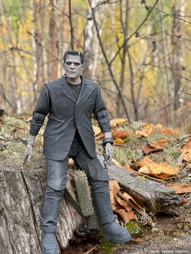 Сентябрьский лес и мой компаньон (фото 3)