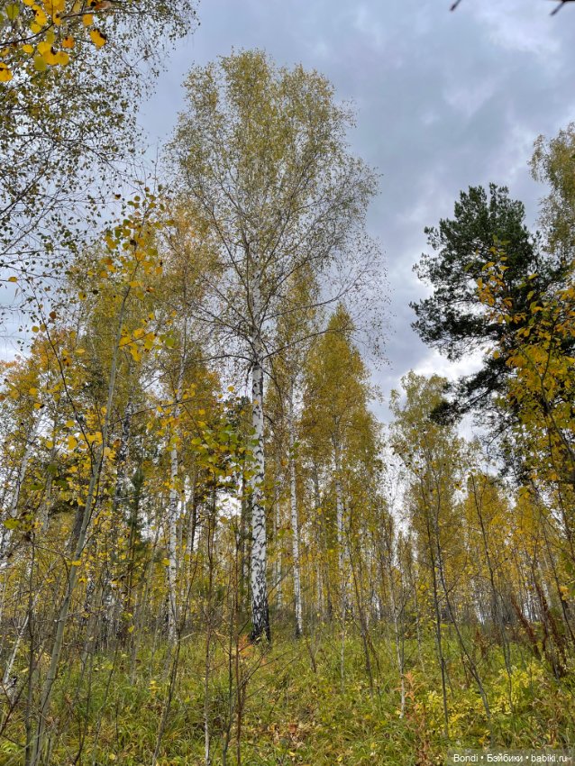 Сентябрьский лес и мой компаньон (фото 2)