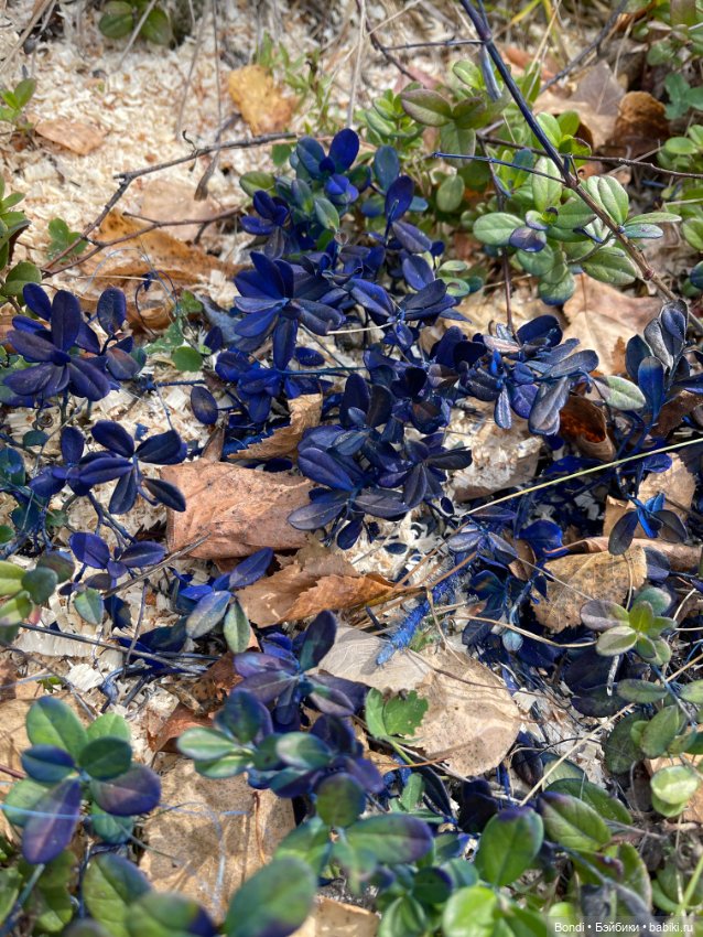 Сентябрьский лес и мой компаньон (фото 8)