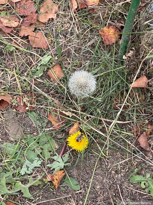 Сентябрьский лес и мой компаньон (фото 10)