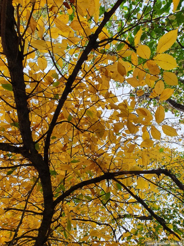 По улицам ходит Осень — Куклы Paola Reina (Паола Рейна): новинки (фото 8)