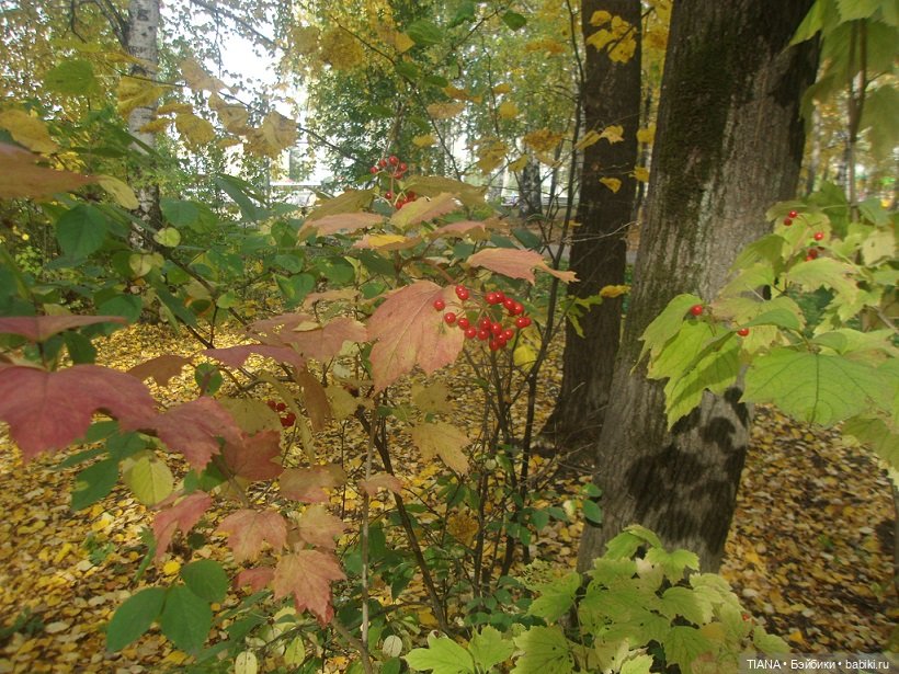 Бини мания. Мишки Beanie Babies (фото 8)