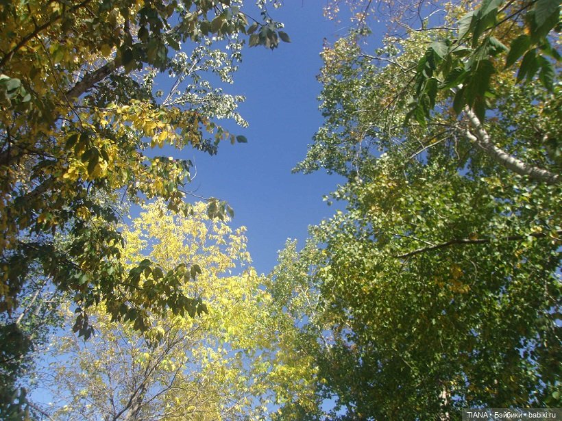 Бини мания. Мишки Beanie Babies (фото 4)