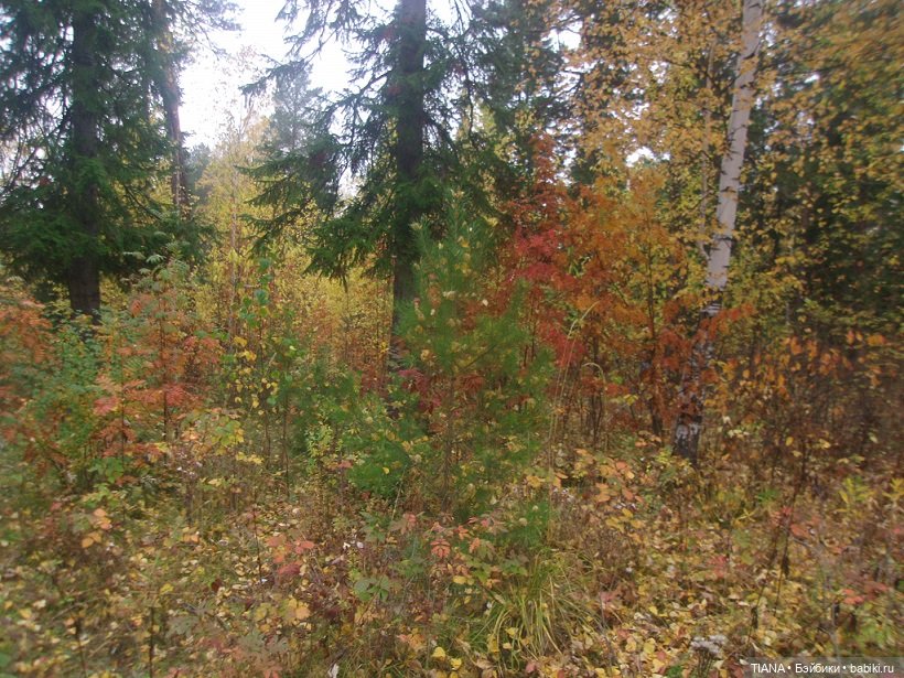 Бини мания. Мишки Beanie Babies (фото 7)