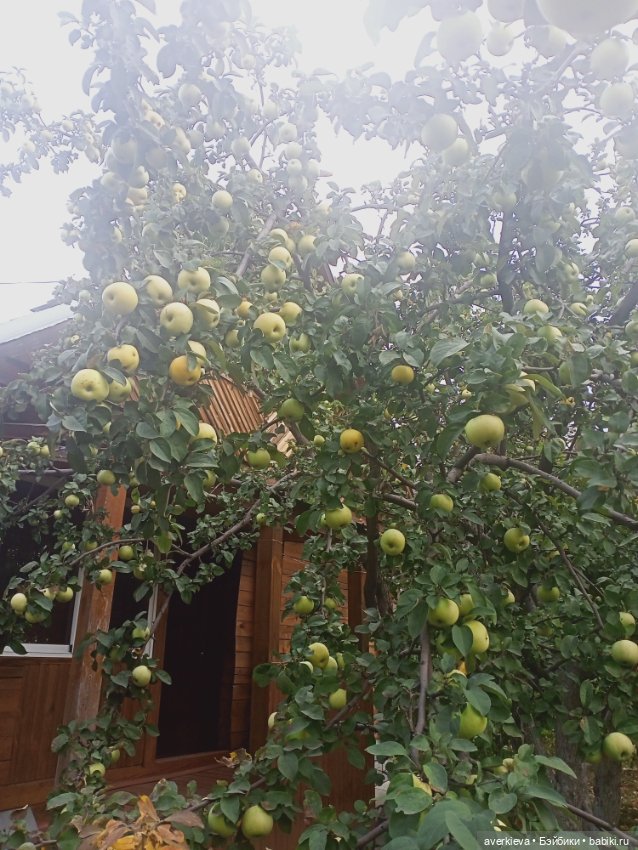 На ковре из жёлтых листьев... Прогулка Мари,Николь и Ии