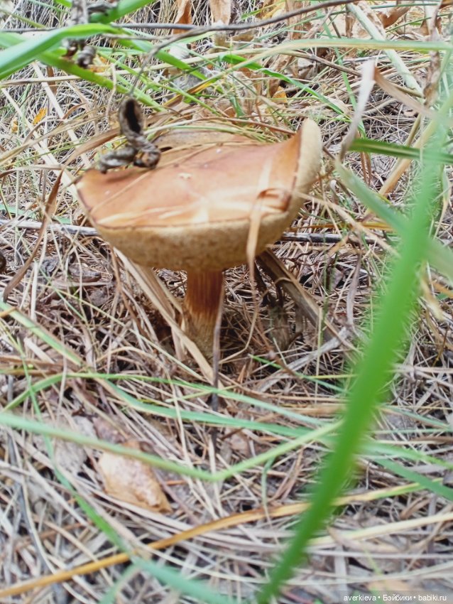 На ковре из жёлтых листьев... Прогулка Мари,Николь и Ии (фото 4)