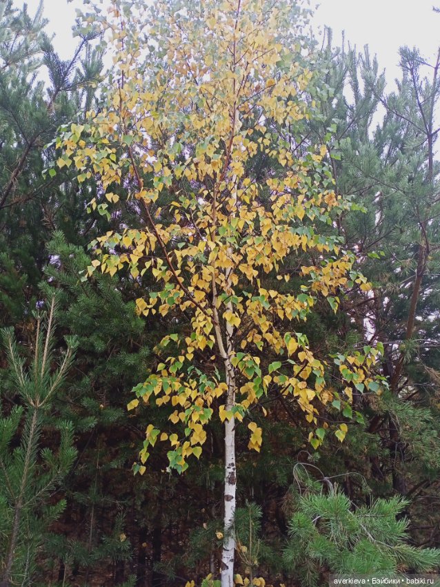 На ковре из жёлтых листьев... Прогулка Мари,Николь и Ии (фото 9)