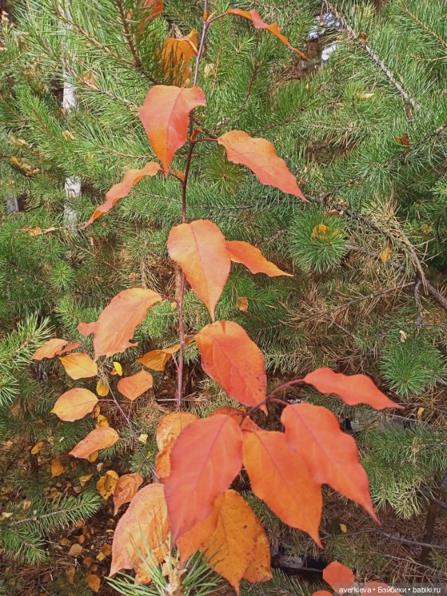 На ковре из жёлтых листьев... Прогулка Мари,Николь и Ии (фото 8)