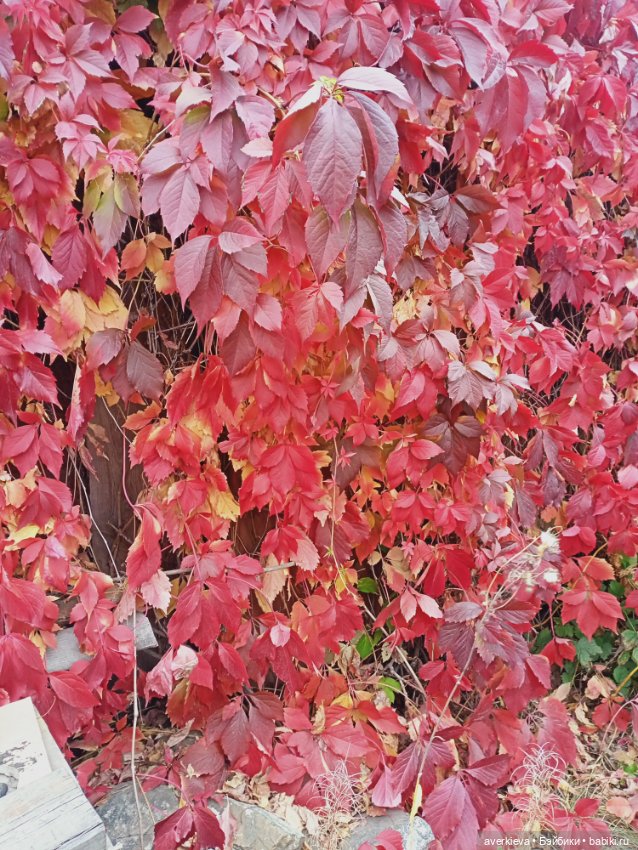 На ковре из жёлтых листьев... Прогулка Мари,Николь и Ии