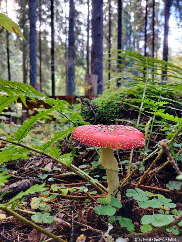 Карельские каникулы: Паасонвуори