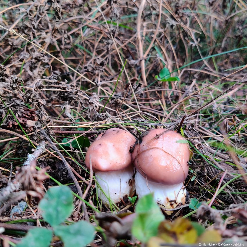 Карельские каникулы: Ахинкоски (фото 7)