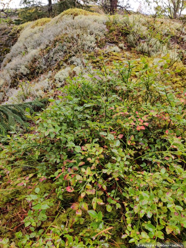 Карельские каникулы: Шхеры