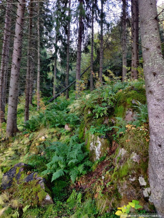 Карельские каникулы: Паасонвуори (фото 2)