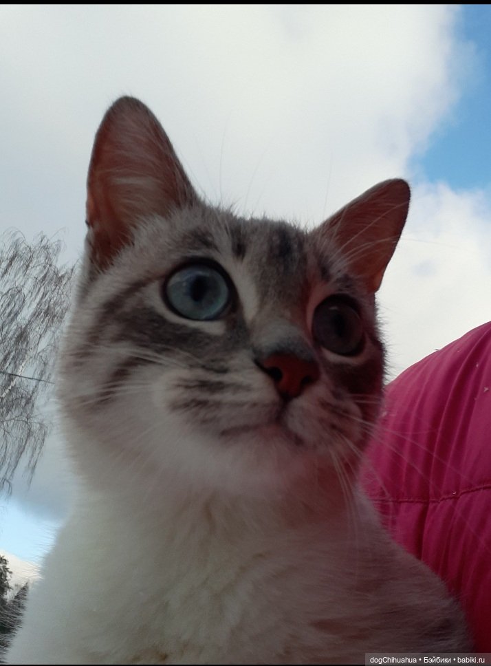 Девочки-зайки "Русская роспись" (фото 7)