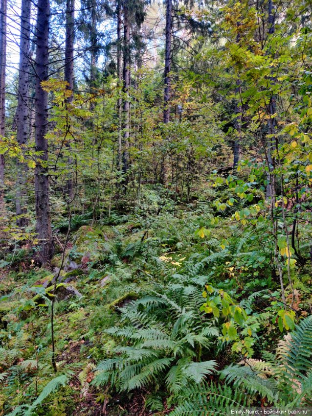 Карельские каникулы: Паасонвуори (фото 5)